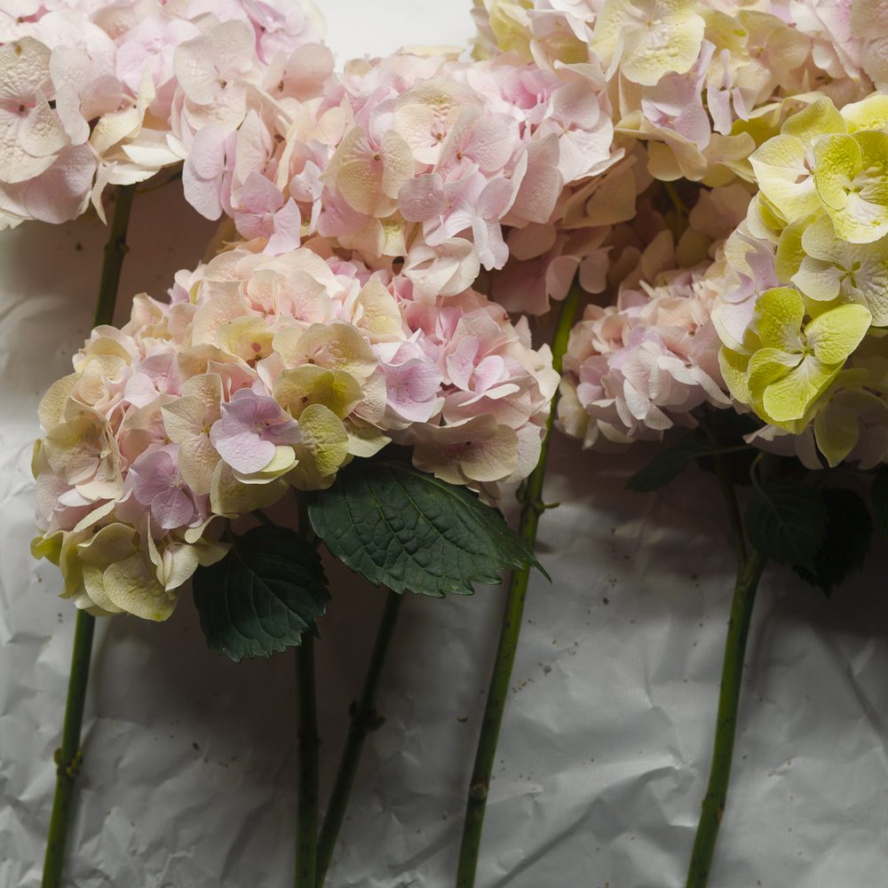 Hortensias rose poudré, fleurs de saison FLWR